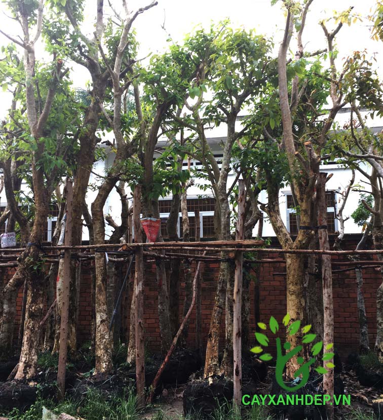 Cây Bằng Lăng Tím