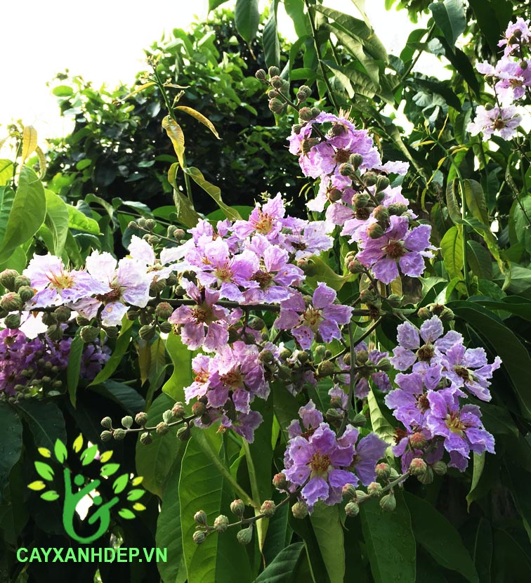 Cây Bằng Lăng Tím