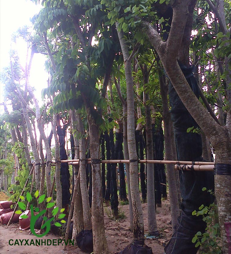Cây Bằng Lăng Tím
