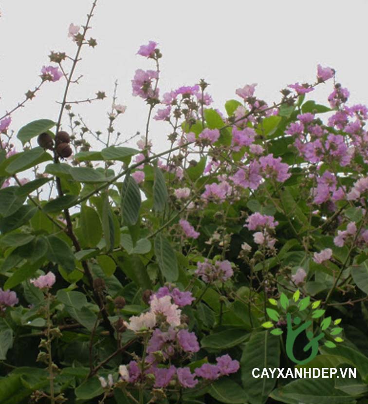Cây Bằng Lăng Ổi (Săng Lẻ)