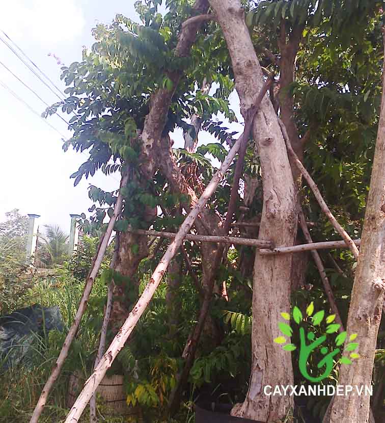 Cây Bằng Lăng Ổi (Săng Lẻ)