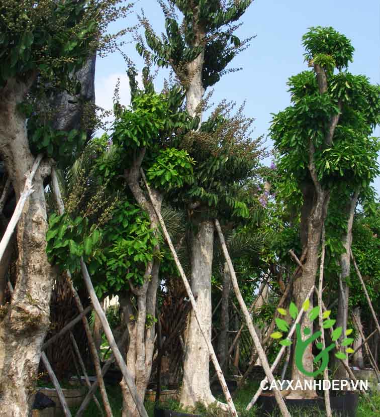 Cây Bằng Lăng Ổi (Săng Lẻ)