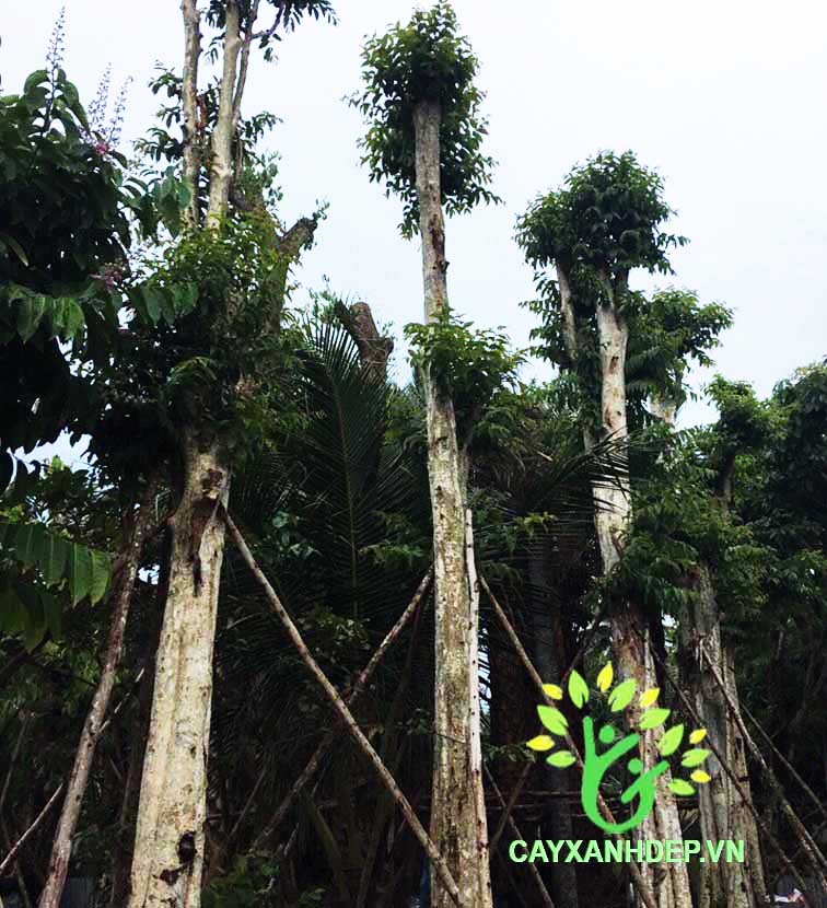 Cây Bằng Lăng Ổi (Săng Lẻ)
