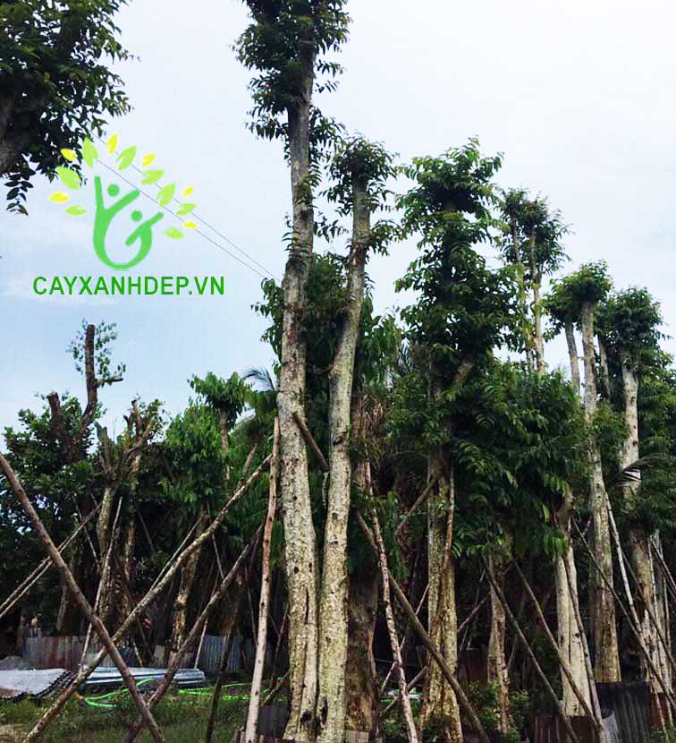 Cây Bằng Lăng Ổi (Săng Lẻ)