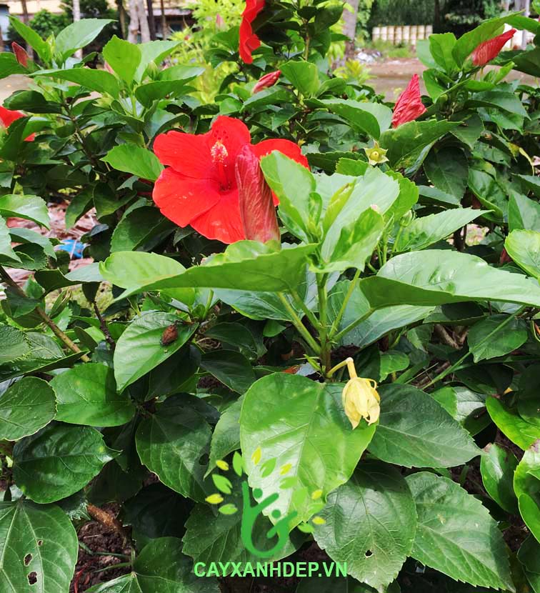 Bụp Thái Đỏ (Lá Tròn)