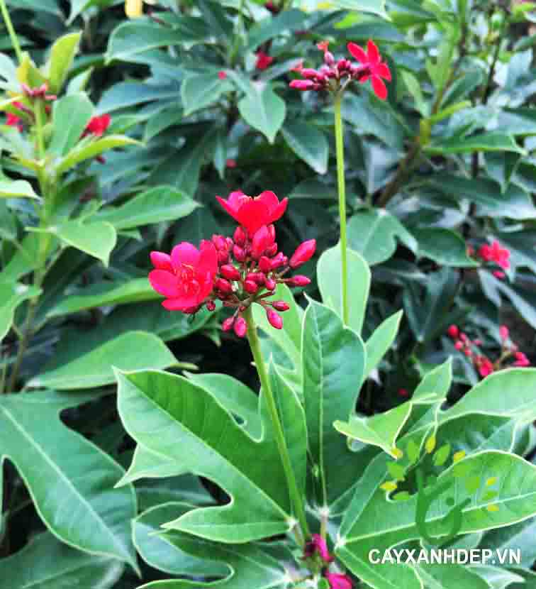 Nhất Chi Mai Hồng Mai Cây Xanh Đẹp