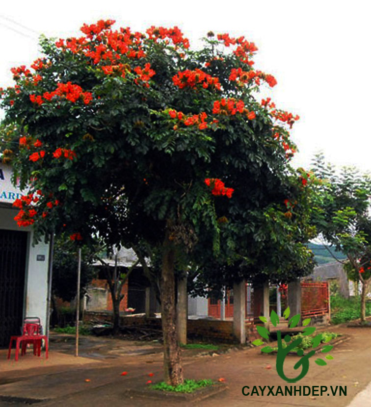 Cây Sò Đo Cam (Chuông Đỏ)