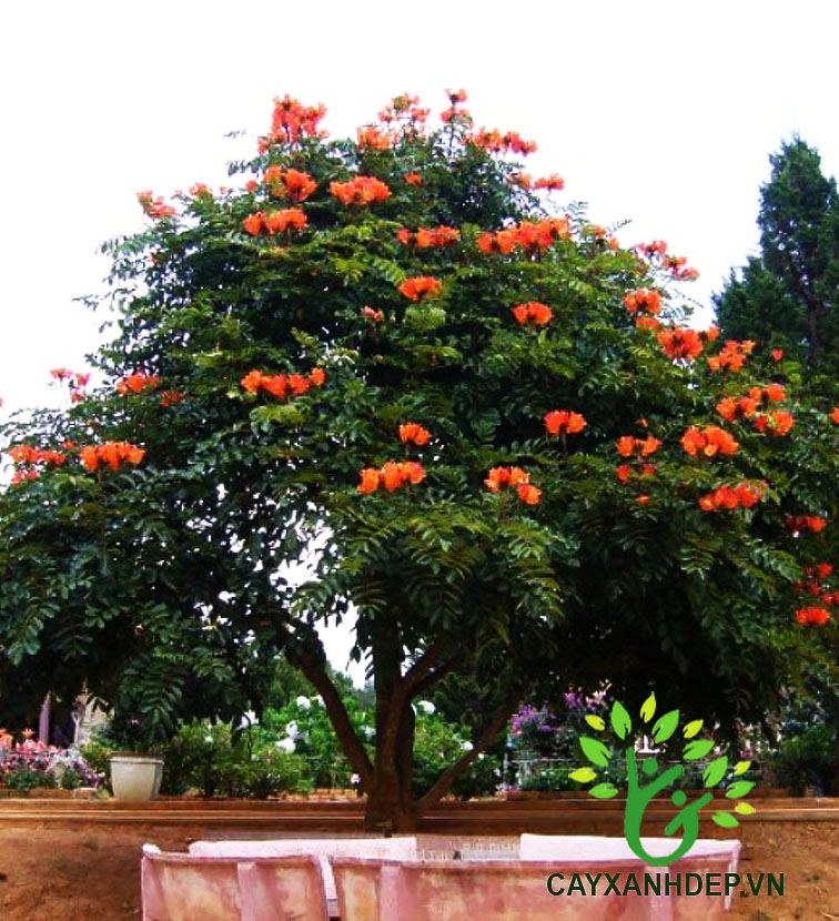 Cây Sò Đo Cam (Chuông Đỏ)