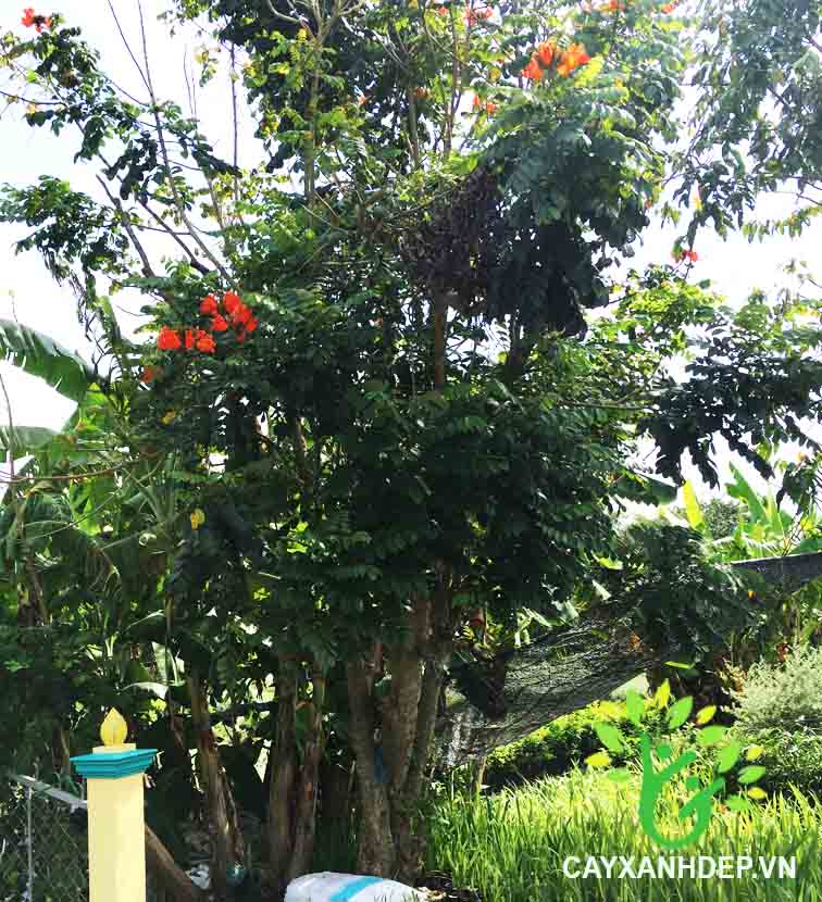 Cây Sò Đo Cam (Chuông Đỏ)