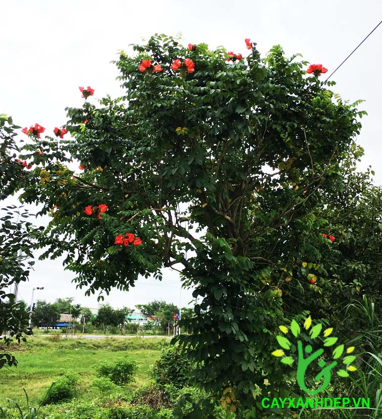 Cây Sò Đo Cam (Chuông Đỏ)