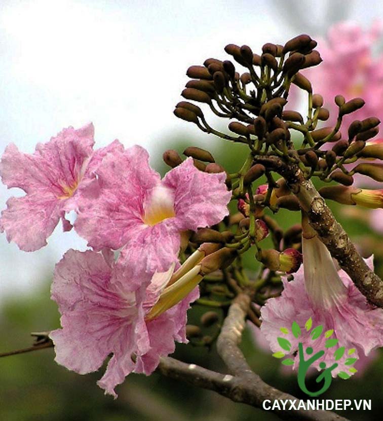 Cây Kèn Hồng (Chuông Hồng)