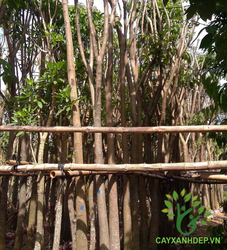 Cây Kèn Hồng (Chuông Hồng)