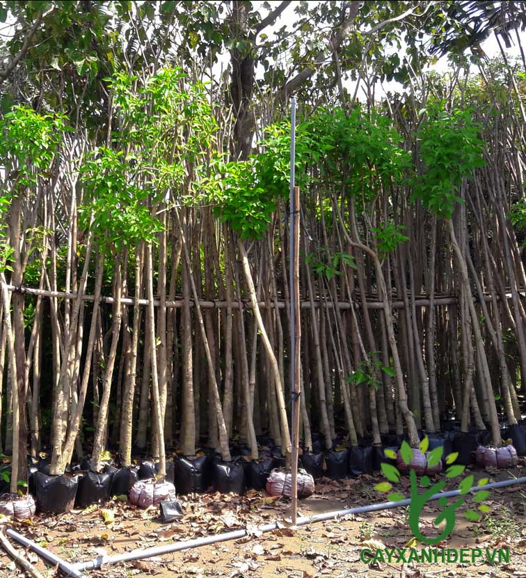 Cây Kèn Hồng (Chuông Hồng)