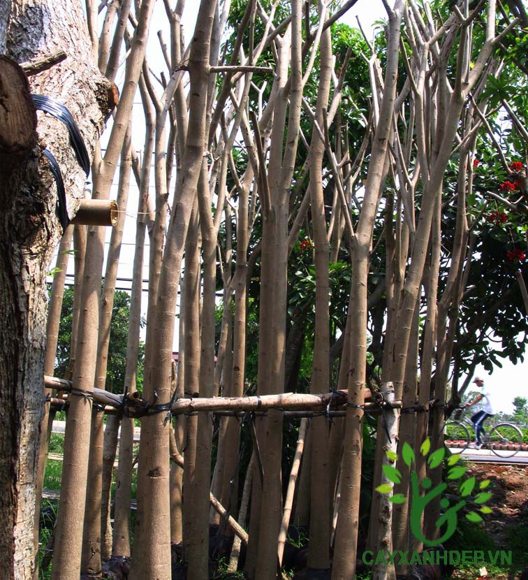 Cây Kèn Hồng (Chuông Hồng)