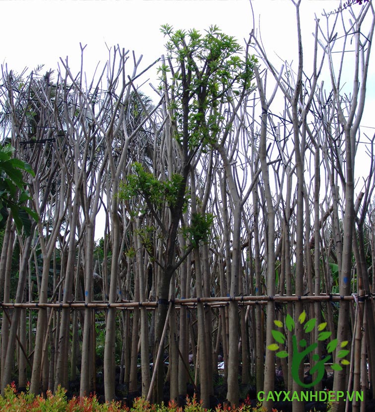Cây Kèn Hồng (Chuông Hồng)