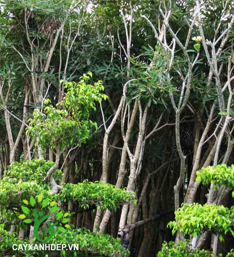 Cây Chuông Vàng