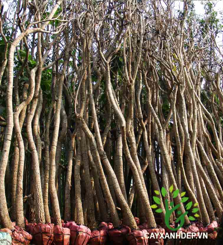 Cây Chuông Vàng