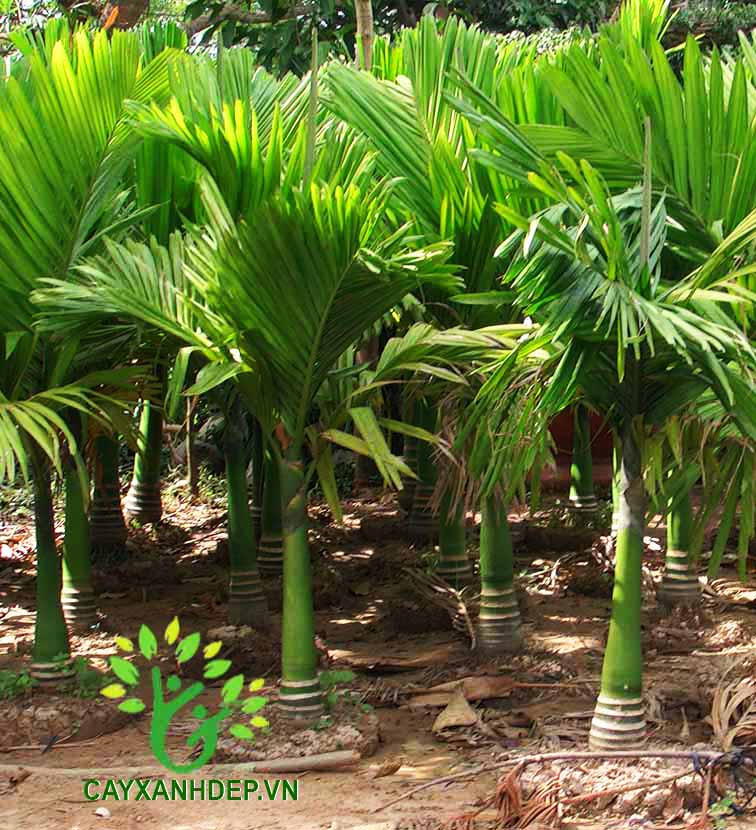 Cây Cau Hương, Cau Lùn