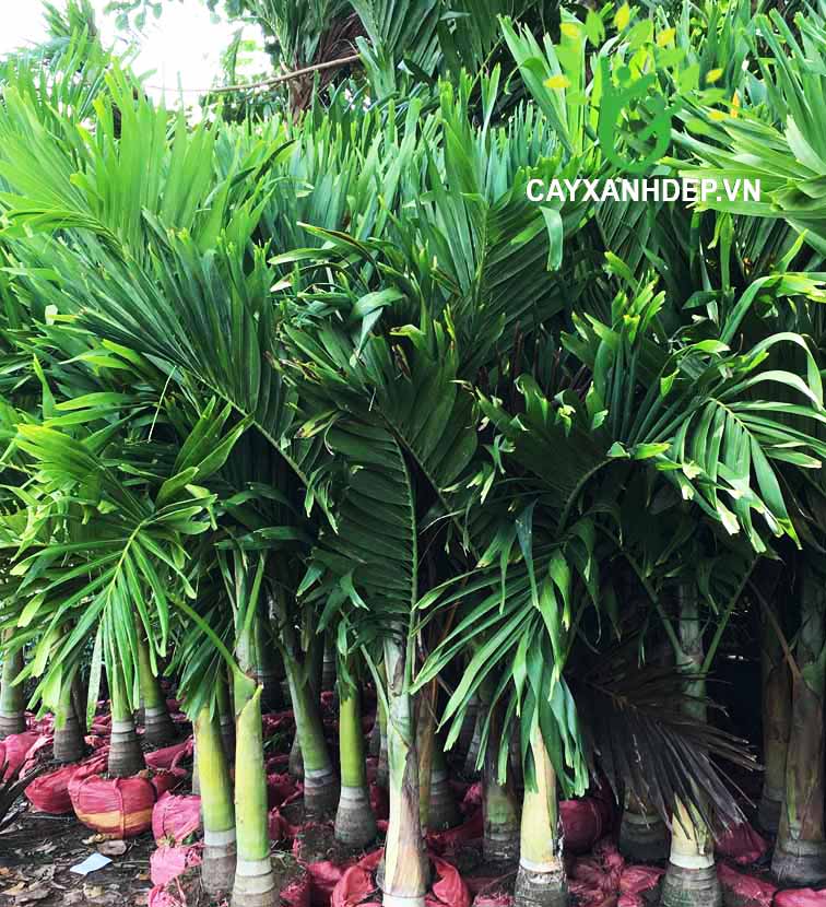 Cây Cau Hương, Cau Lùn