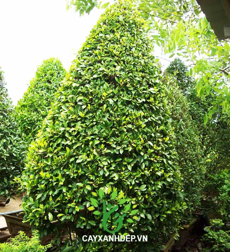Cây Gừa Lá Vàng (Cắt Dù)