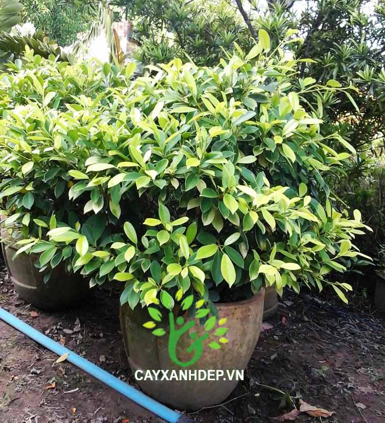 Cây Gừa Lá Vàng (Cắt Dù)