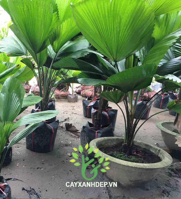 Cây Kè Nhật (Cọ Quạt)