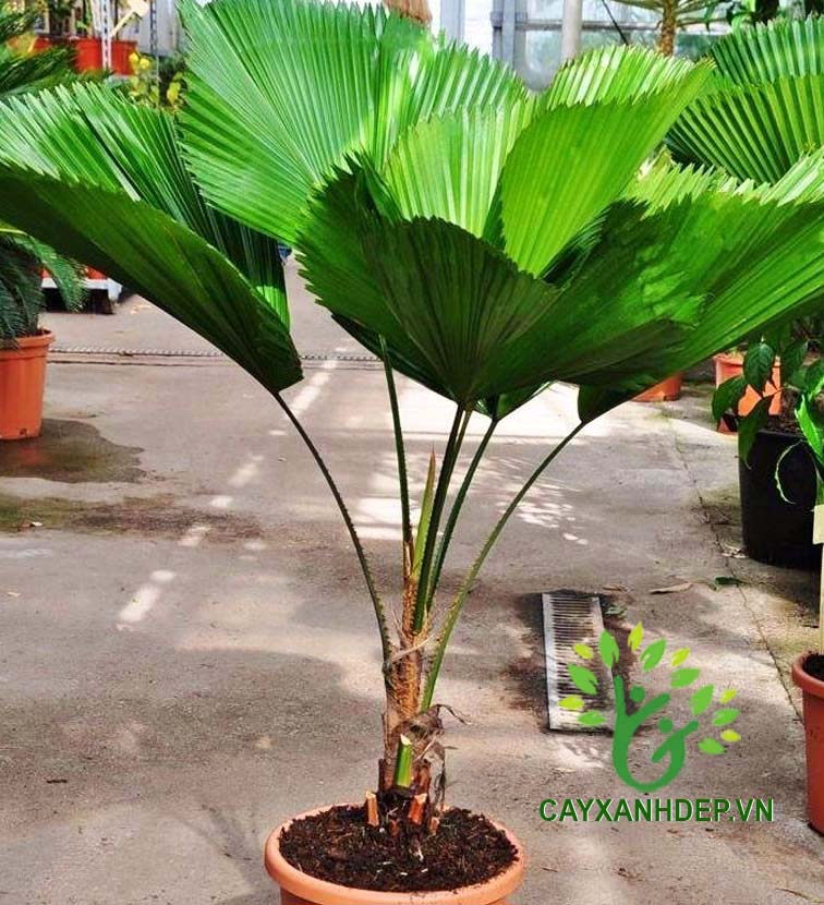 Cây Kè Nhật (Cọ Quạt)
