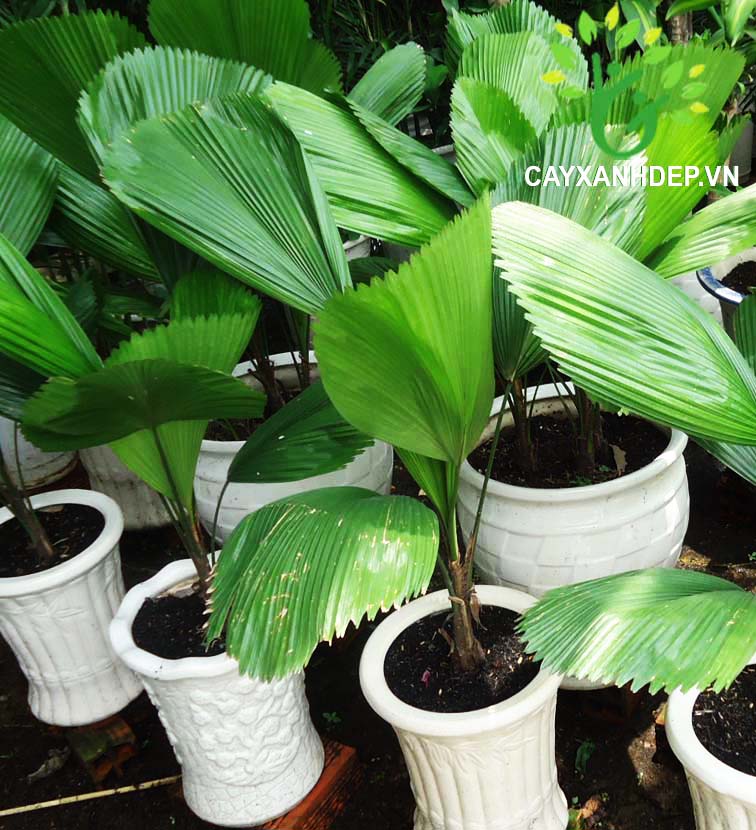 Cây Kè Nhật (Cọ Quạt)