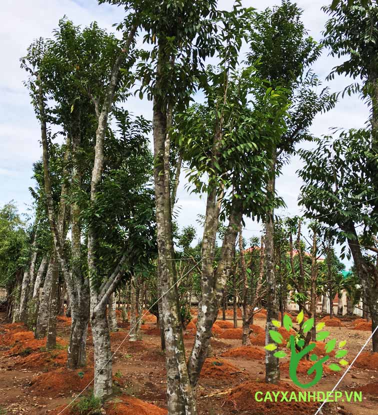 Cây Trầm Hương (Dó Bầu)