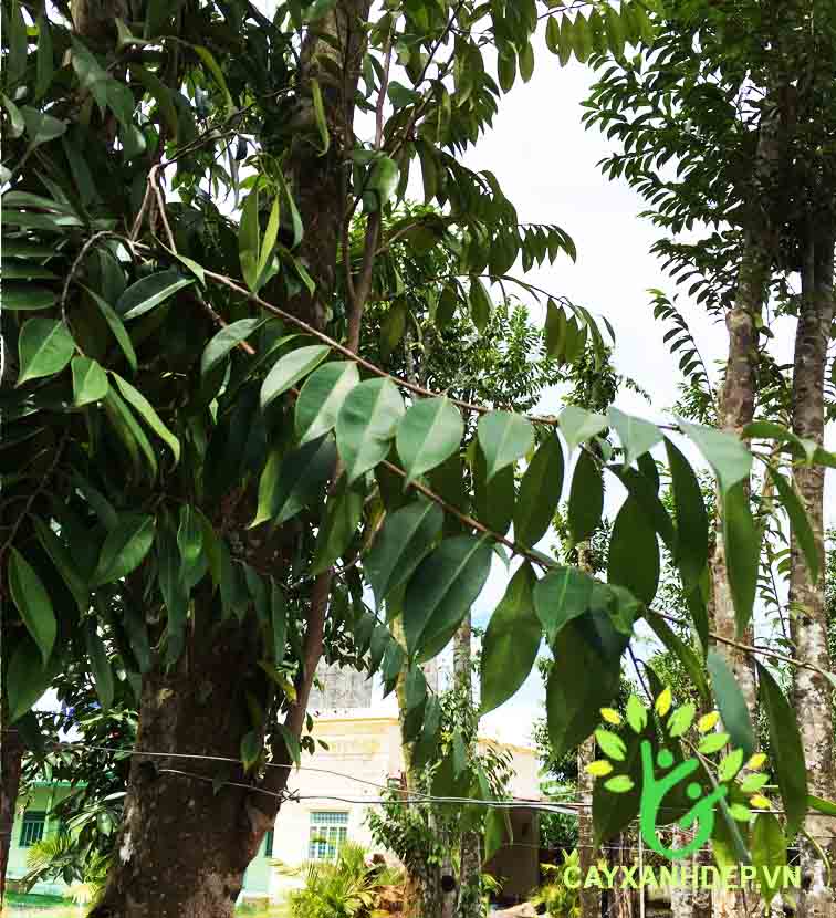 Cây Trầm Hương (Dó Bầu)
