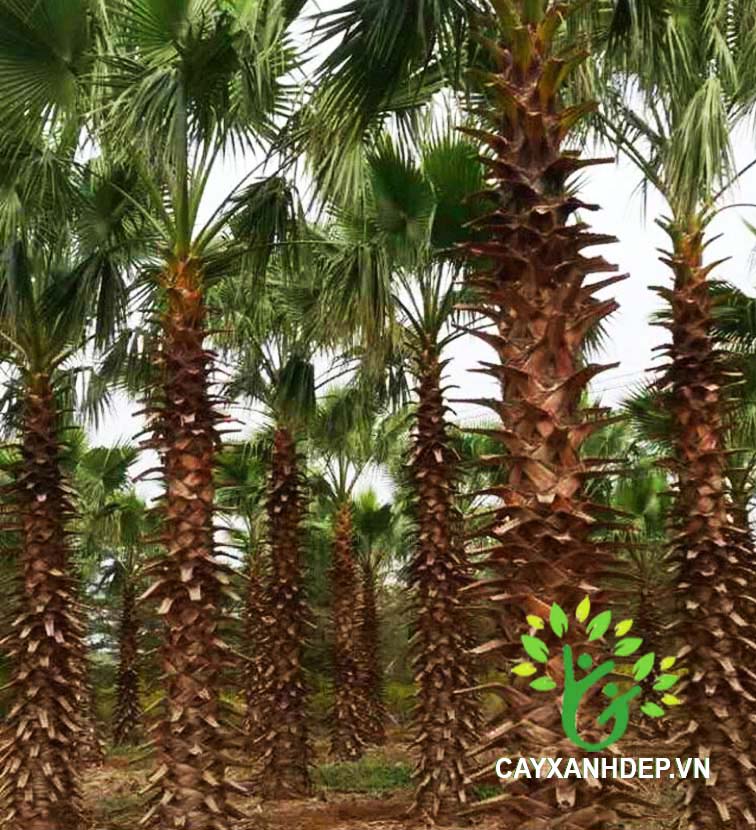 Cây Kè Xanh Washington (Kè Bẹ Đỏ, Kè Chỉ)