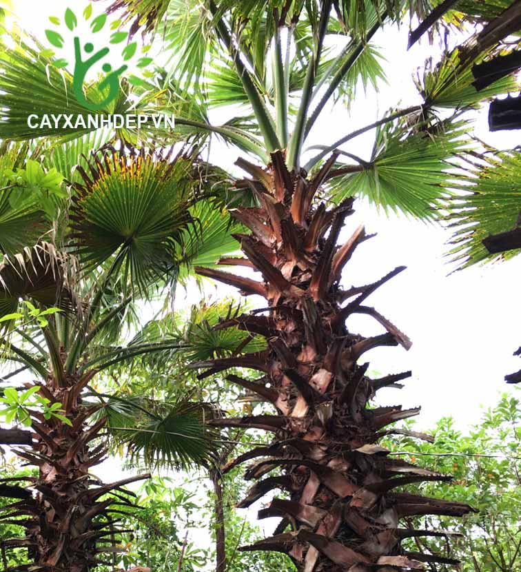 Cây Kè Xanh Washington (Kè Bẹ Đỏ, Kè Chỉ)