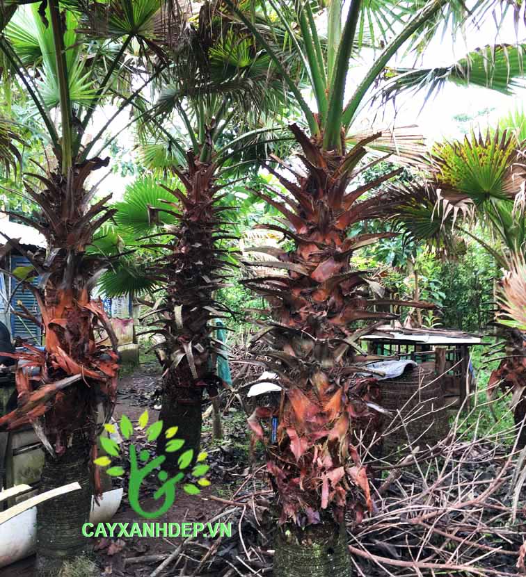 Cây Kè Xanh Washington (Kè Bẹ Đỏ, Kè Chỉ)