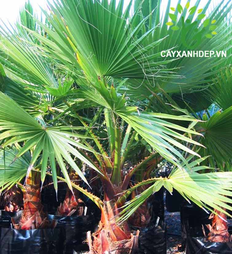 Cây Kè Xanh Washington (Kè Bẹ Đỏ, Kè Chỉ)