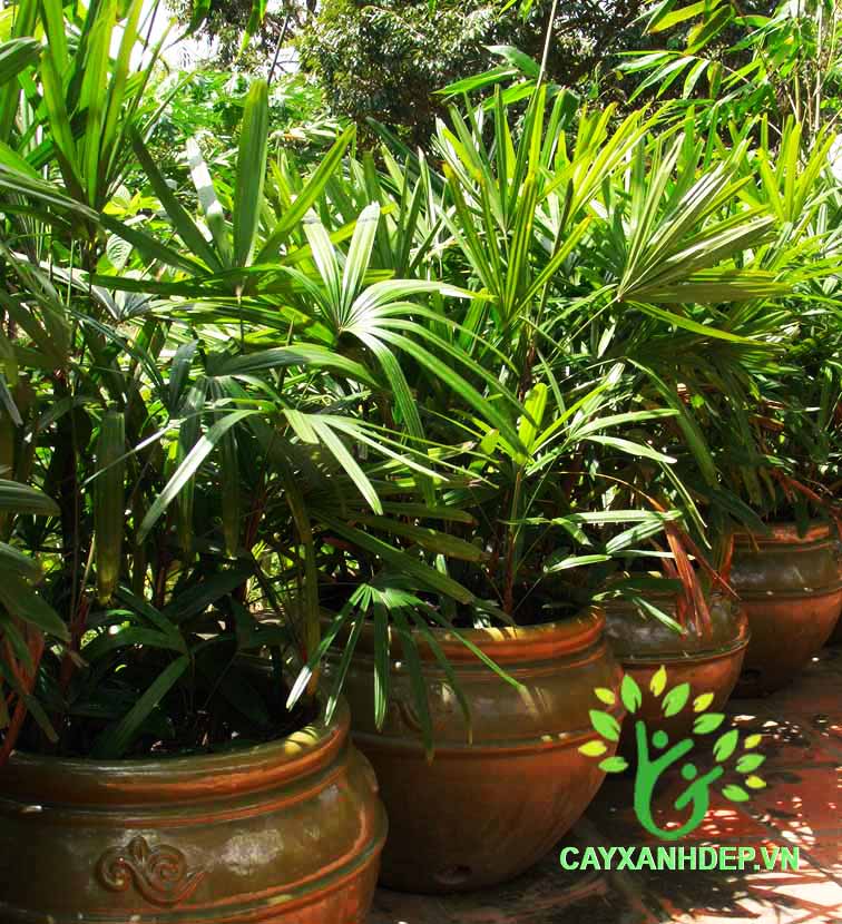 Cây Mật Cật Việt Nam (Trúc Mây)