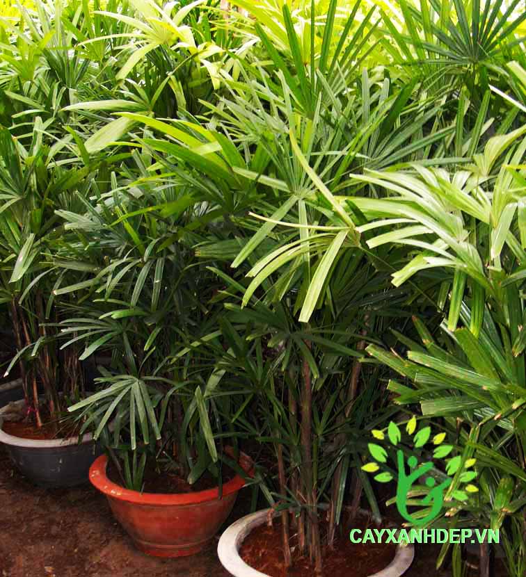 Cây Mật Cật Việt Nam (Trúc Mây)