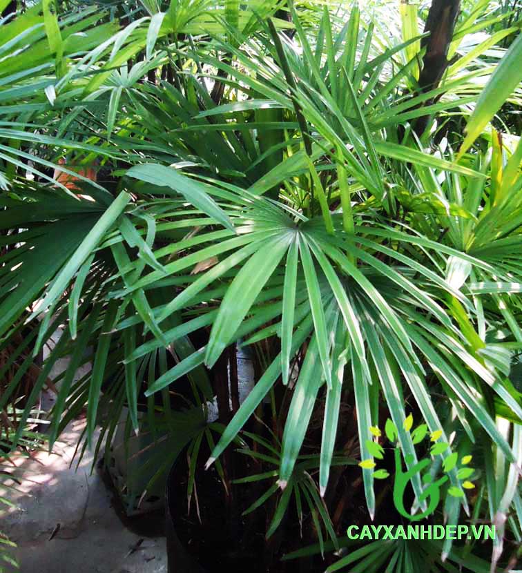 Cây Mật Cật Việt Nam (Trúc Mây)