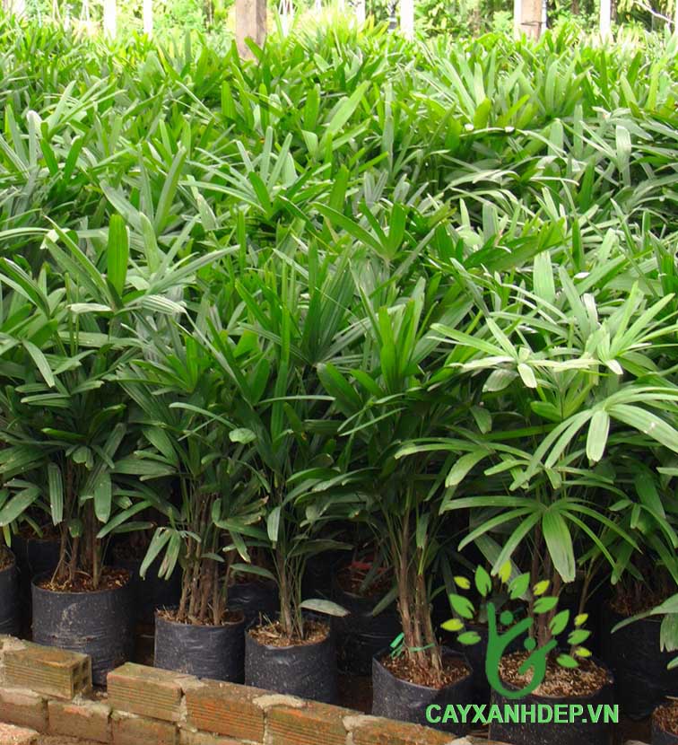 Cây Mật Cật Việt Nam (Trúc Mây)