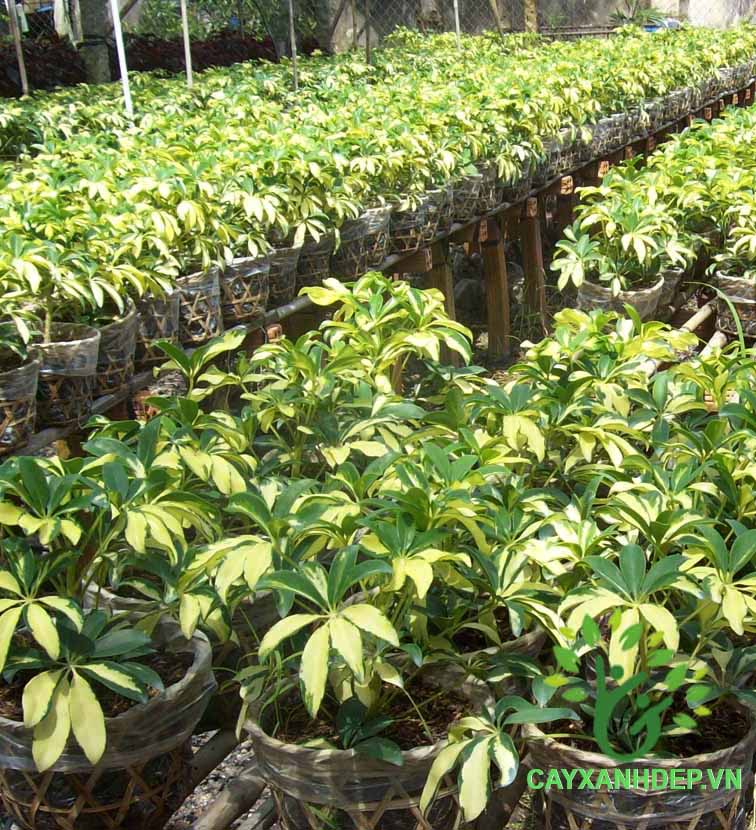 Cây Ngũ Gia Bì Đốm
