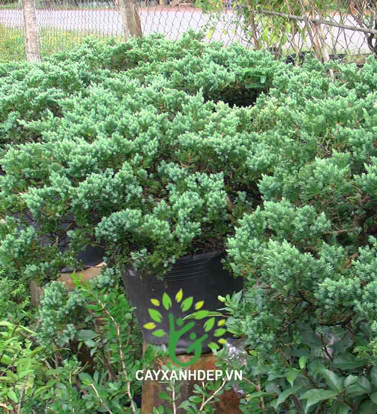 Cây Thủy Tùng (Tùng Xà, Ngọa Tùng)