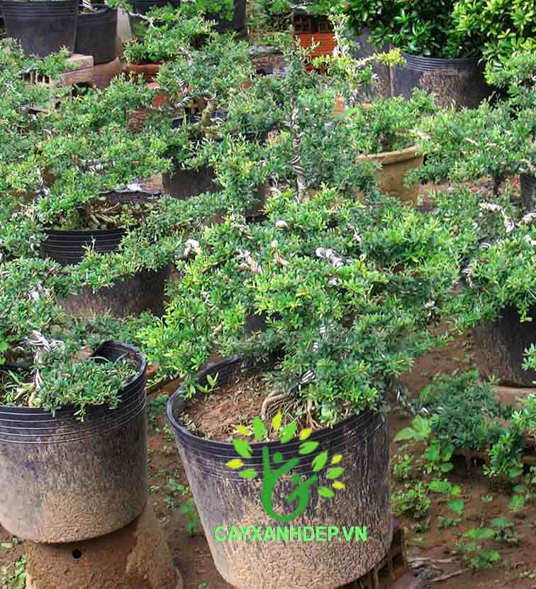 Cây Thủy Tùng (Tùng Xà, Ngọa Tùng)