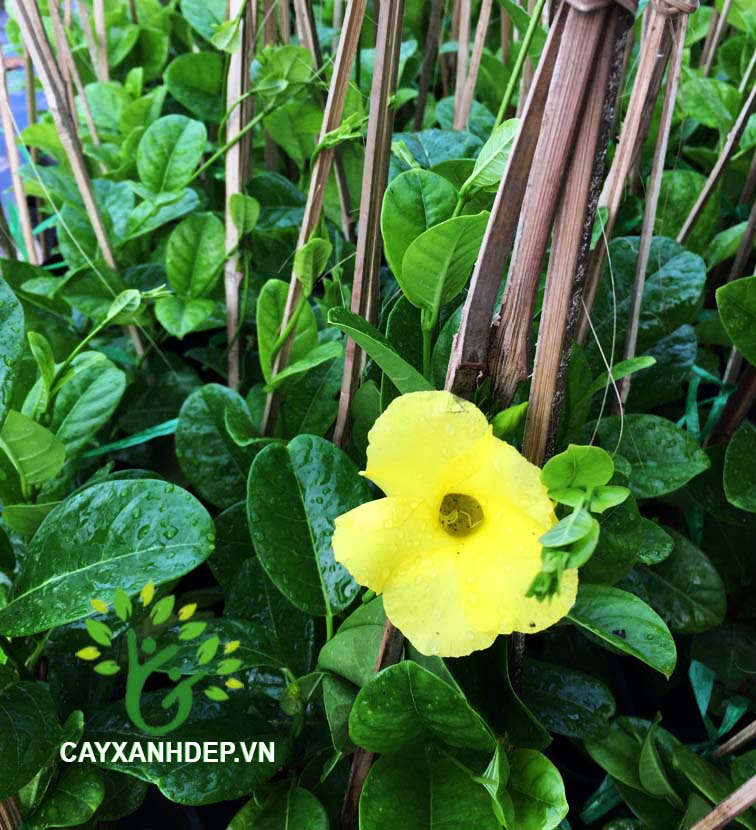 Huỳnh Đệ (Huỳnh Anh Lá Lớn)