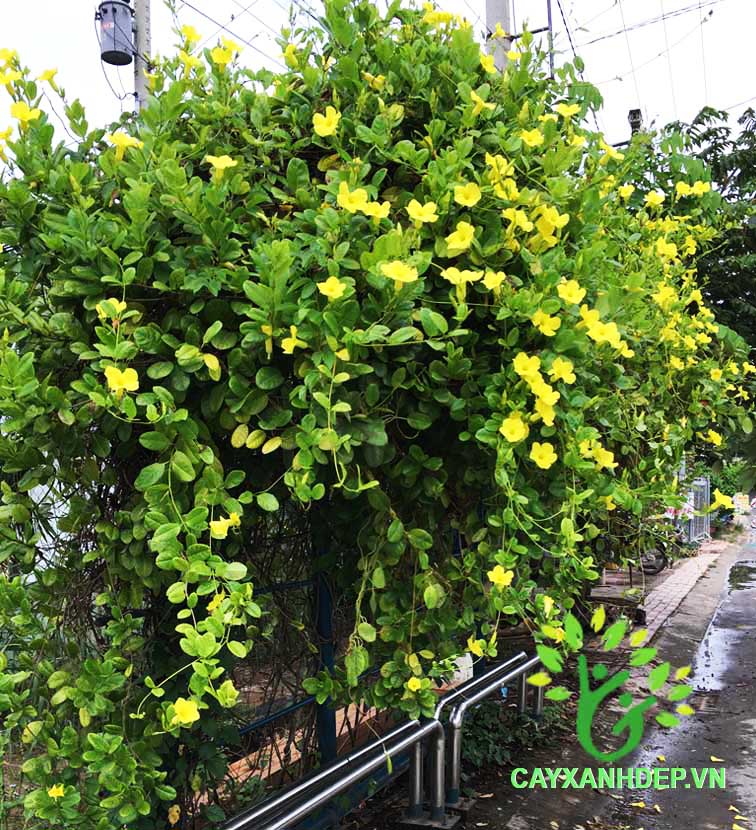 Huỳnh Đệ (Huỳnh Anh Lá Lớn)