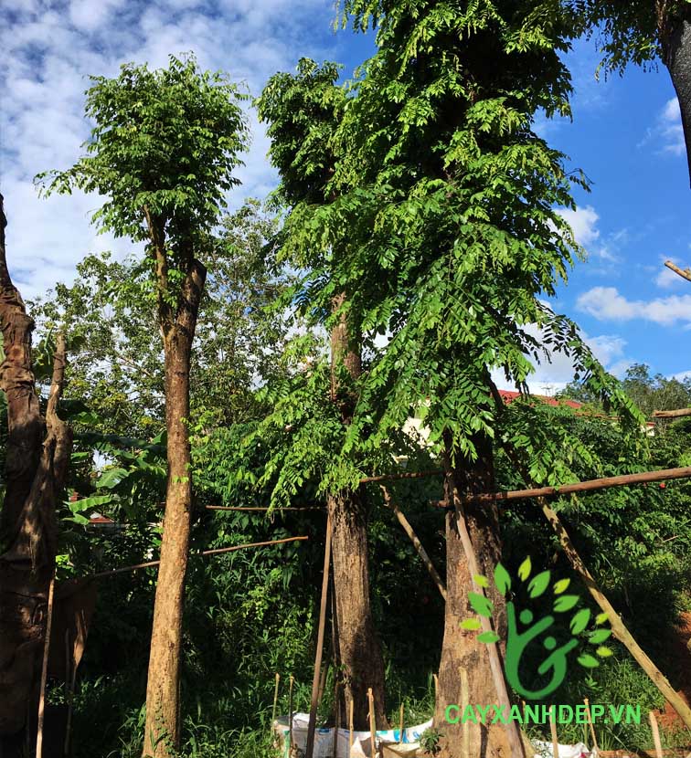 Cây Giáng Hương Rừng