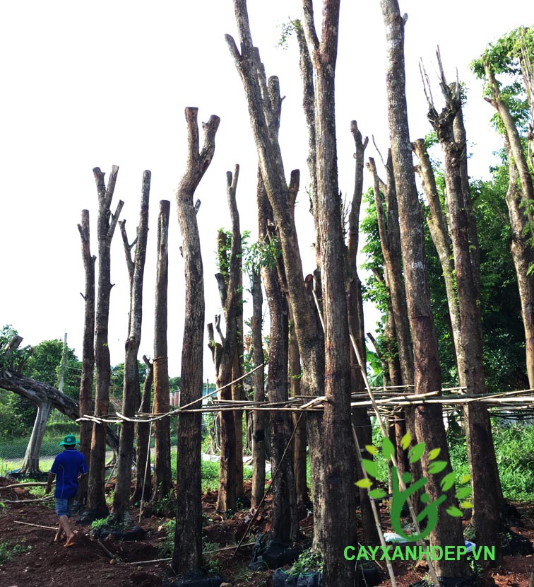 Cây Giáng Hương Rừng