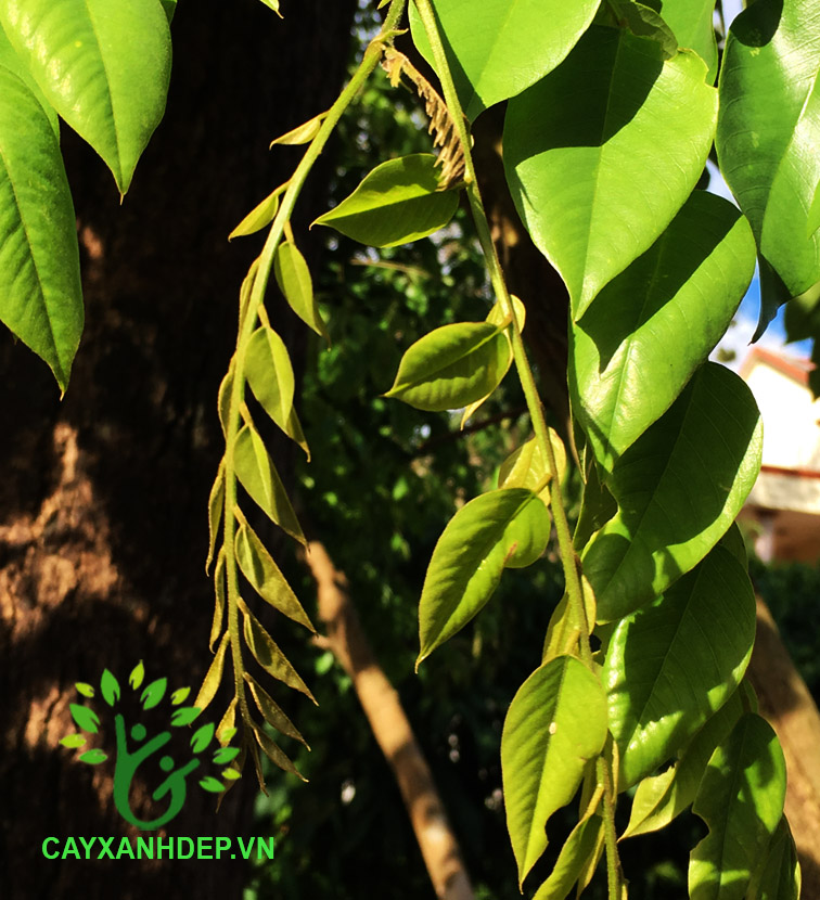 Cây Giáng Hương Rừng