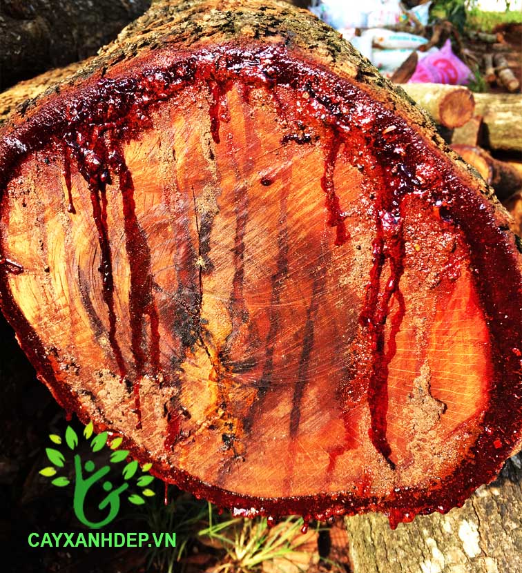 Cây Giáng Hương Rừng