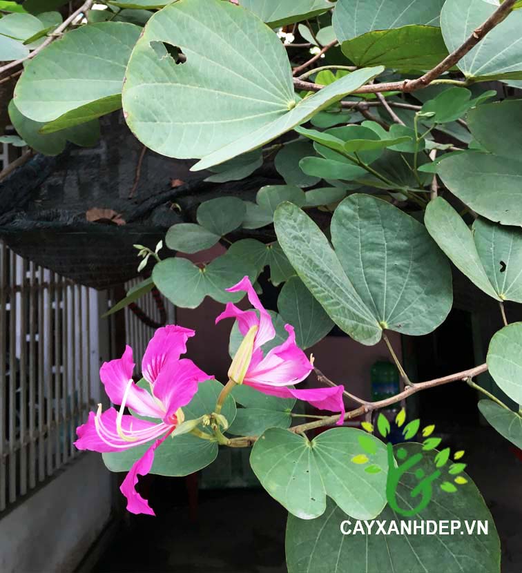 Cây Móng Bò (Ban Tím)