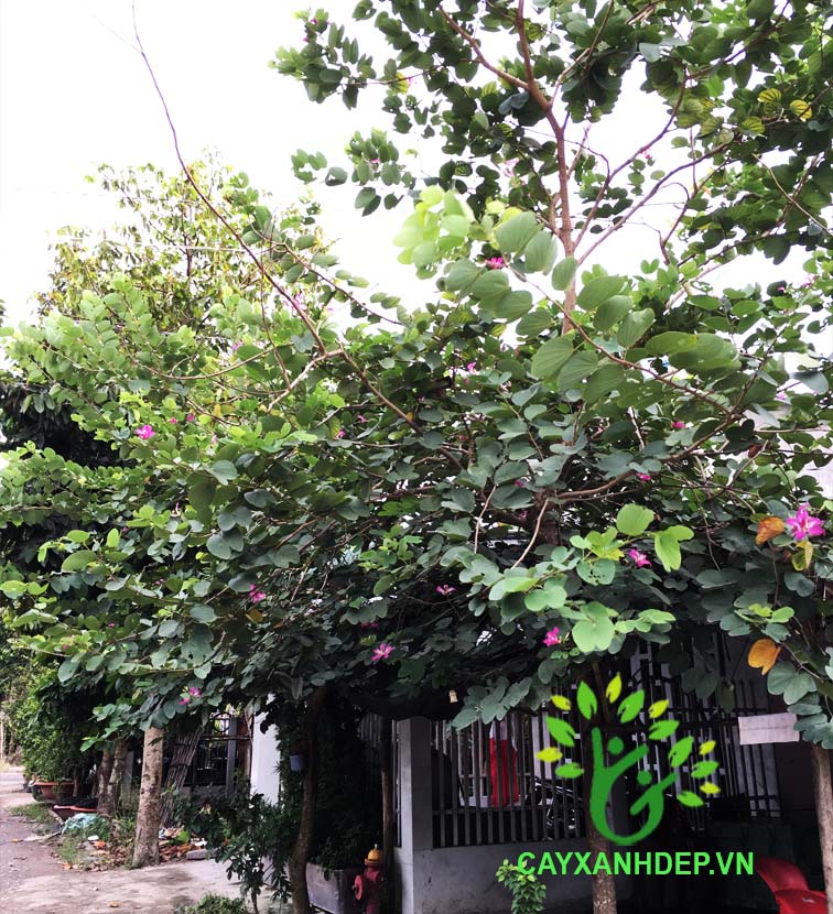 Cây Móng Bò (Ban Tím)