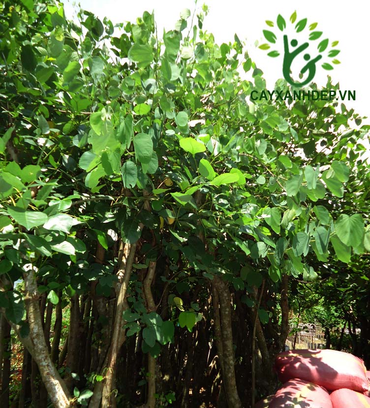 Cây Móng Bò (Ban Tím)